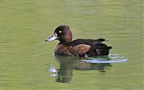 Tufted Duckborder=